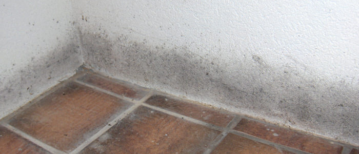 Mold fungus